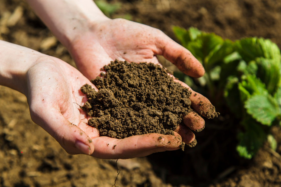 How to Figure Out Your Soil Type (And Why It Matters)