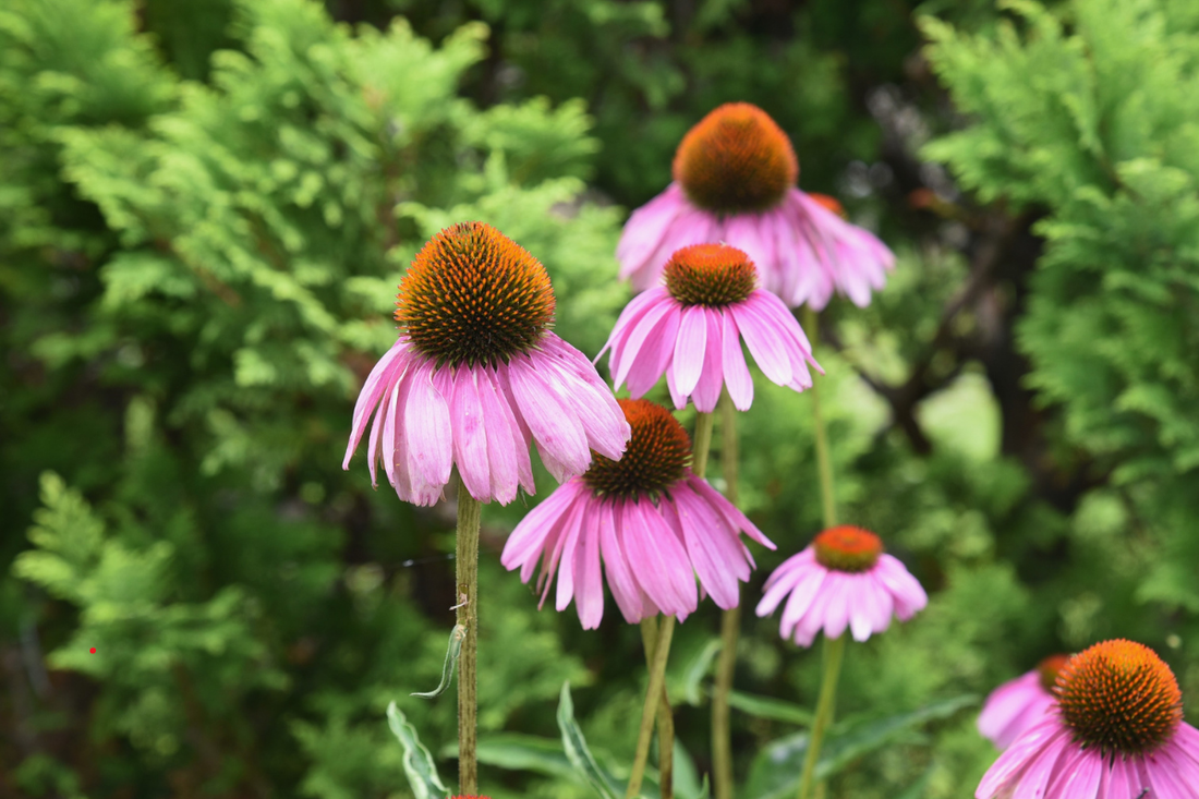How to Plant Perennials
