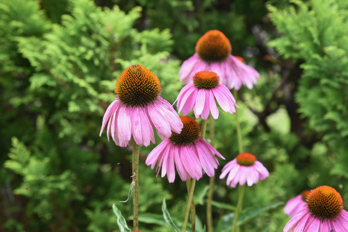 How to Plant Perennials