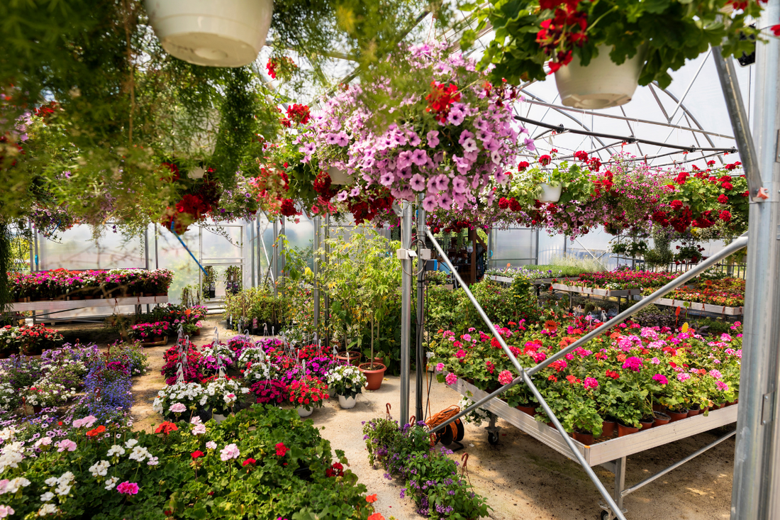 How to Shop at a Nursery Without Getting Overwhelmed