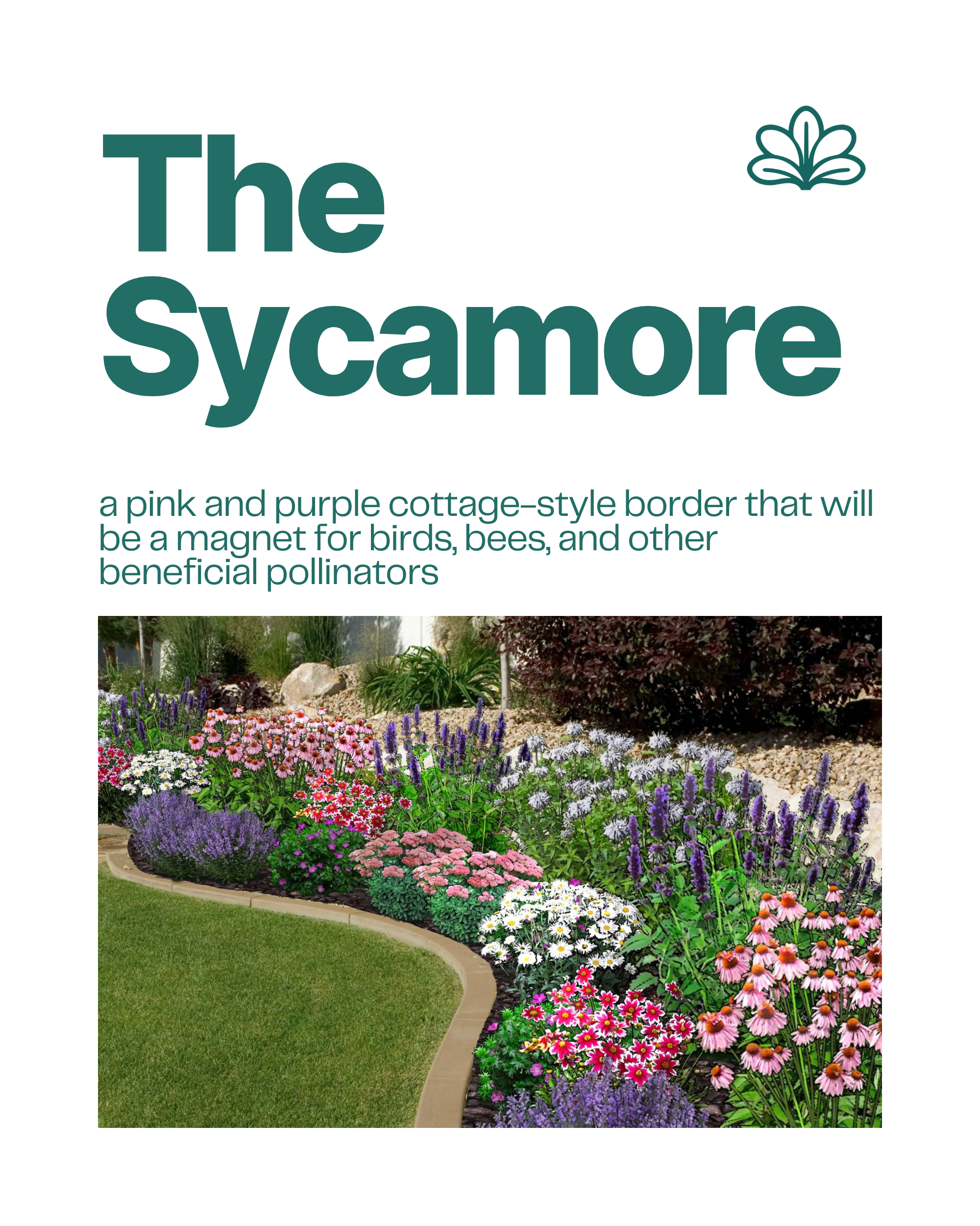 The Sycamore pink and purple cottage border garden blueprint attracting birds bees and pollinators